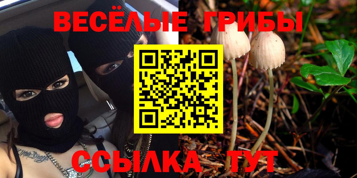 Галлюциногенные грибы Psilocybe Салехард